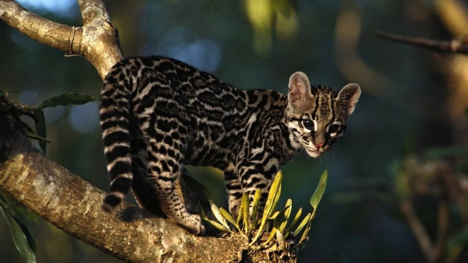 Кот Маргай