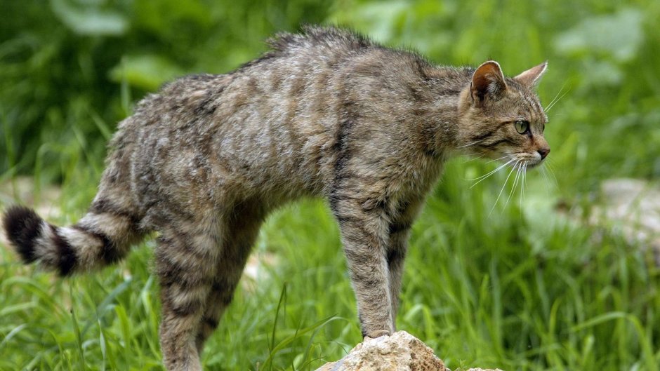 Лесной кот Felis Silvestris