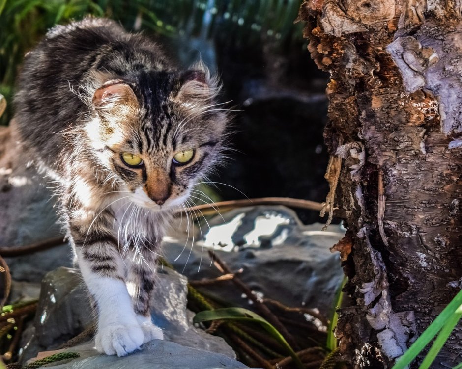 Камышовый кот (Хаус) (Felis Chaus)