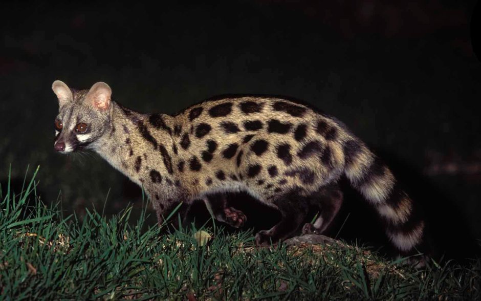 Сервал (Leptailurus Serval),