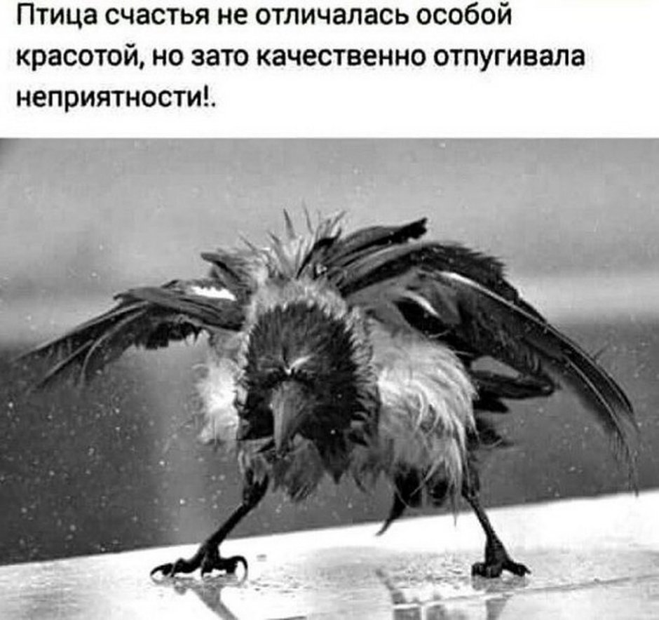 Веселая ворона