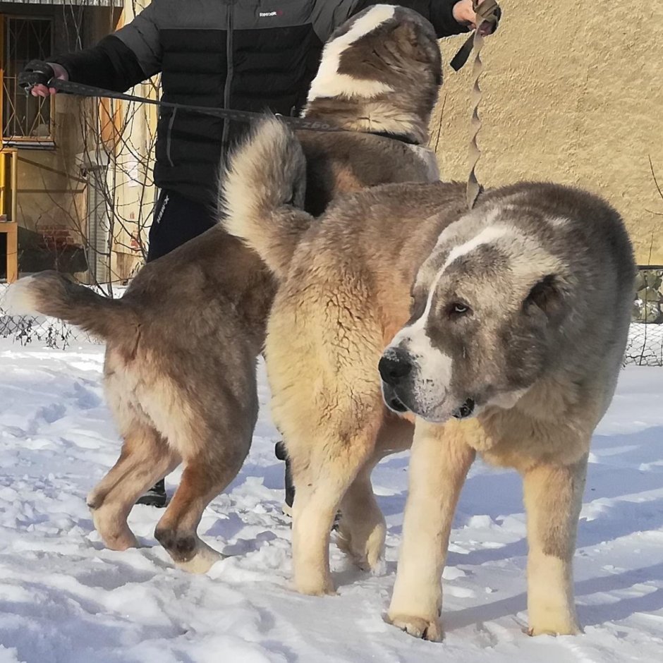 Кавказский алабай кангал
