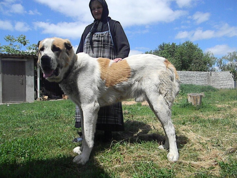 Алабай кавказский сторожевой