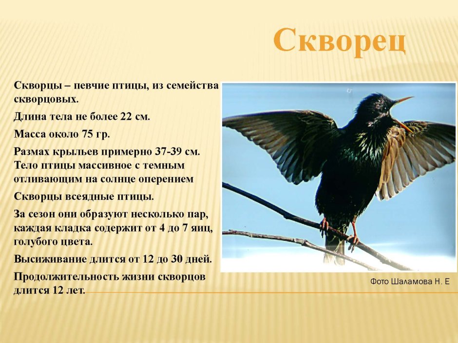 Ворона обыкновенная