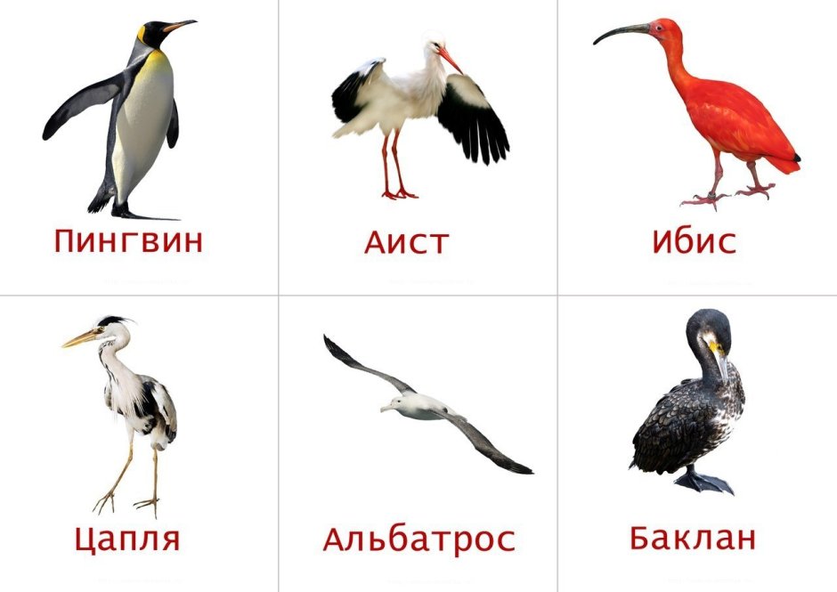 Ворона описание птицы для детей