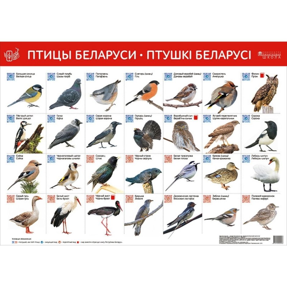 Ворон ворона Грач Галка отличия