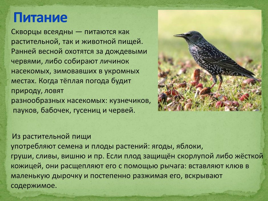 Перелетные птицы картинки