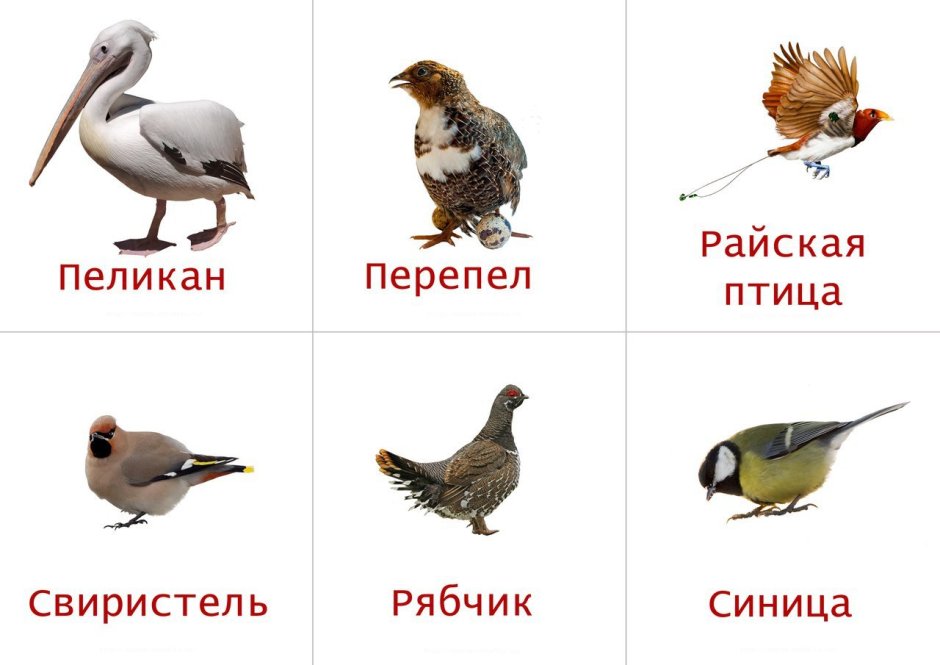 Стилизация птиц