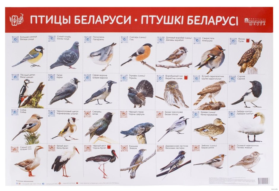 Птицы семейства врановых