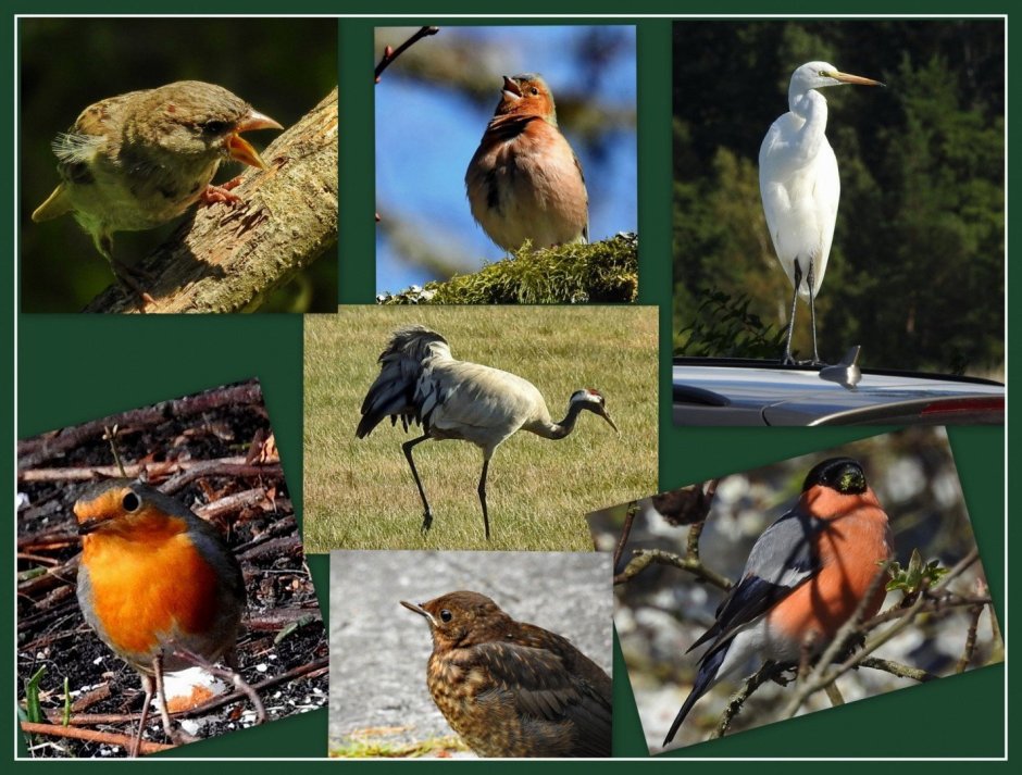 Плакаты (англ) Birds (птицы)