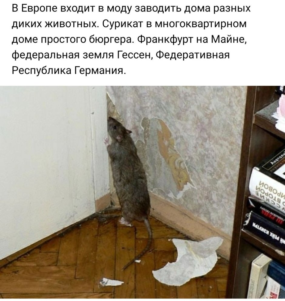 Много крыс