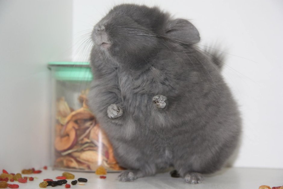 Шиншилла и хомяк