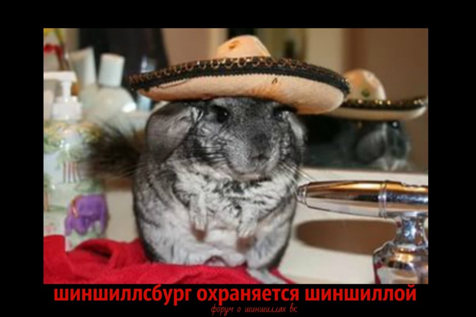 Зайчики хомячки