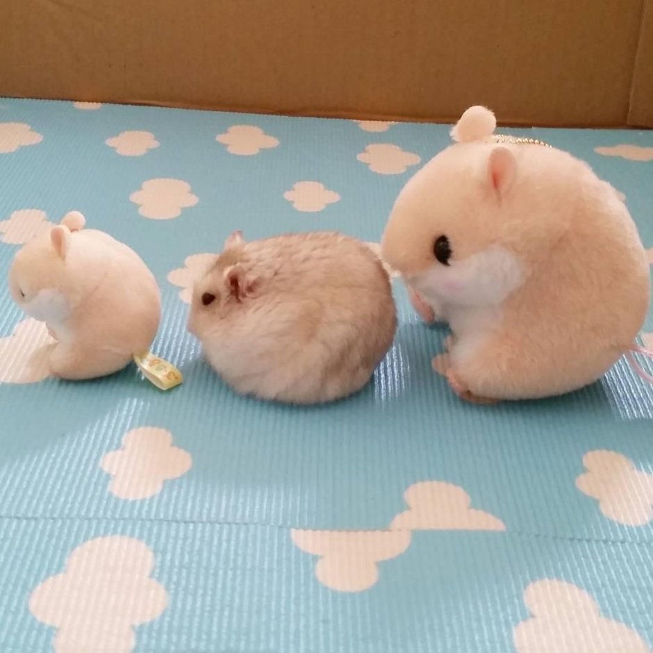 Шиншилла хомяк кот