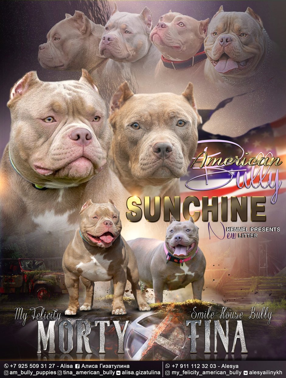 American собак Bully питомник