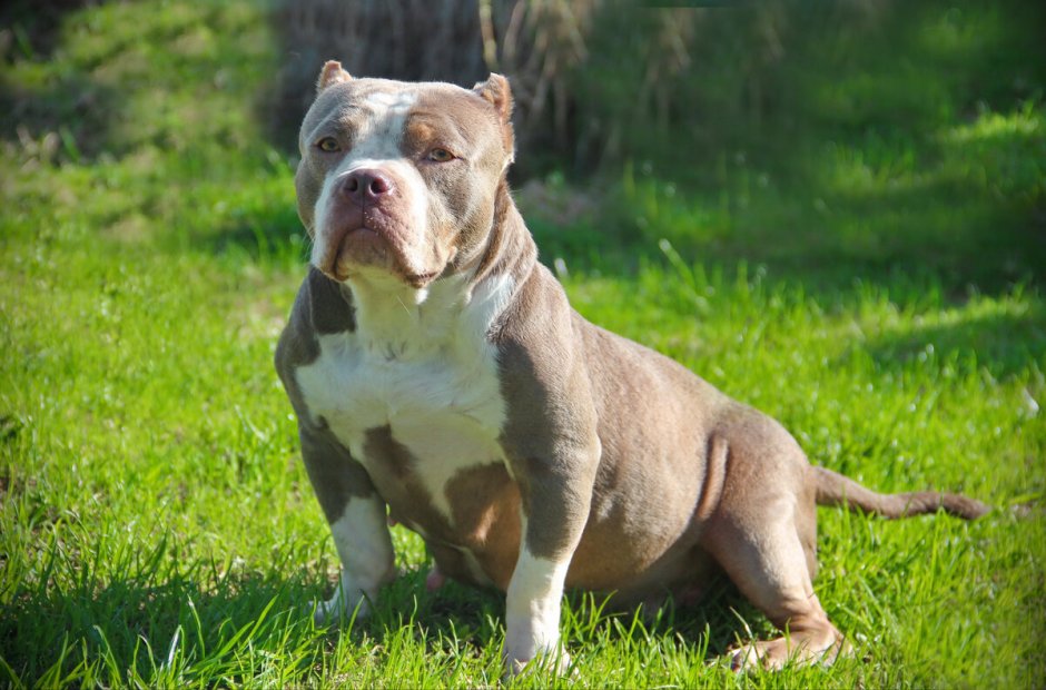 Питомник Гелиос американский булли