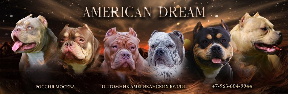 Американский булли Mr Putin