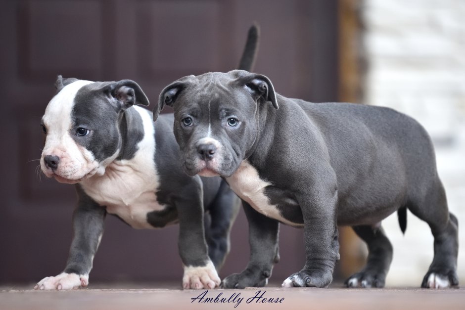Американский булли питомник