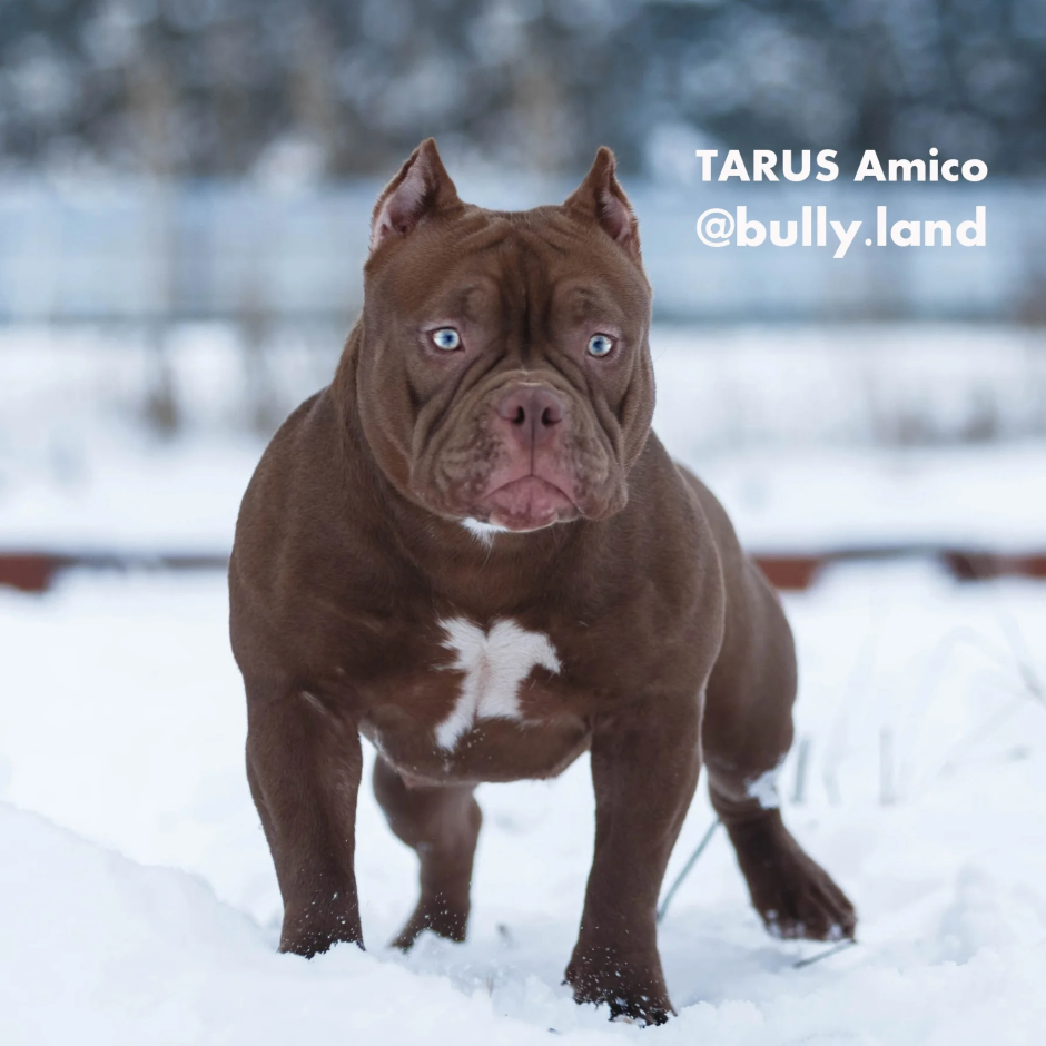 Американский булли Тедди