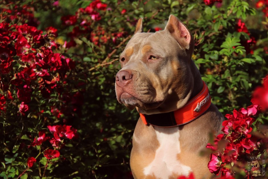 Американские булли Яна Крым питомник