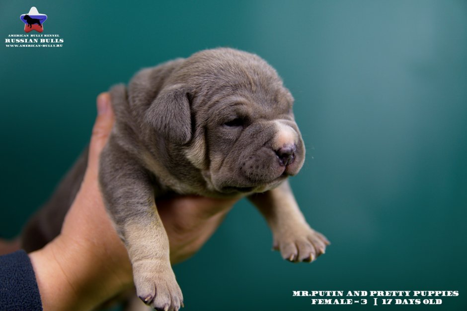 Питомник американских булли в Крыму