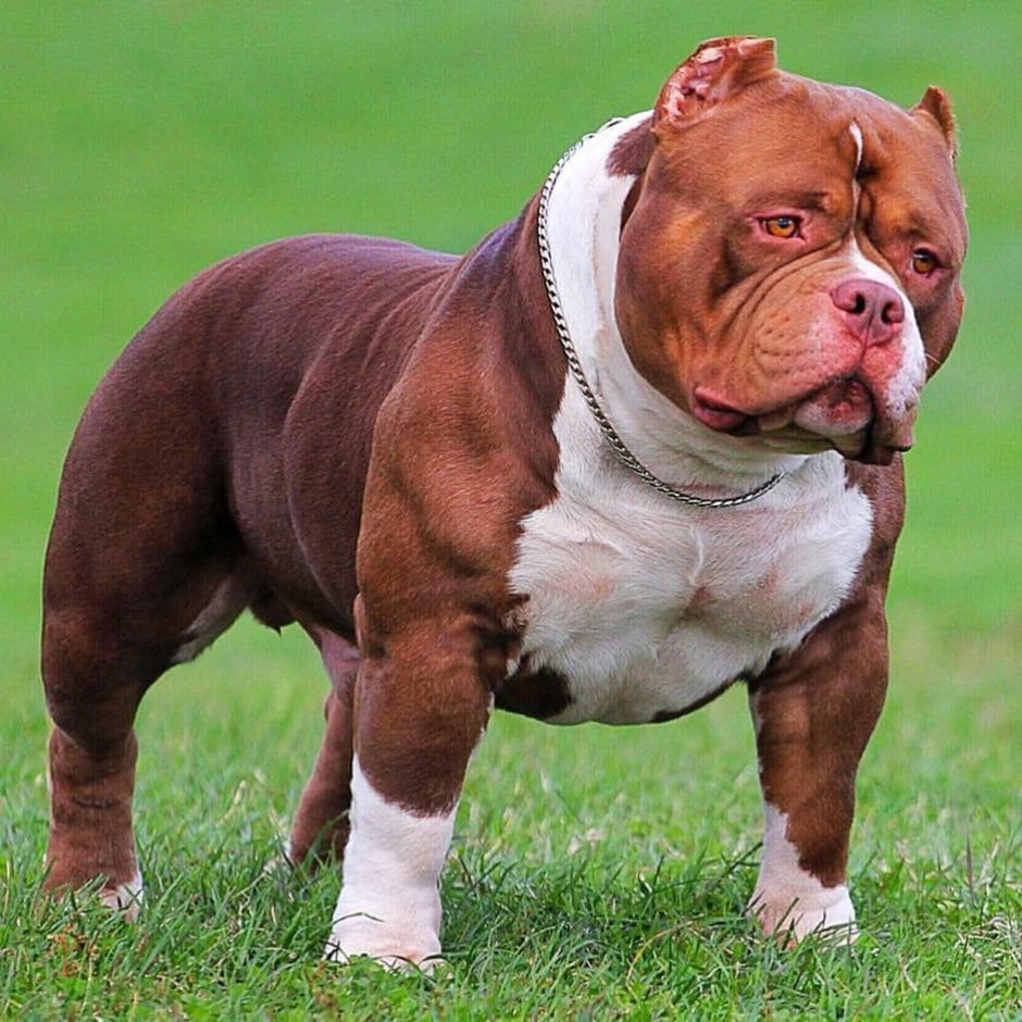 Питомник американских булей в Крыму