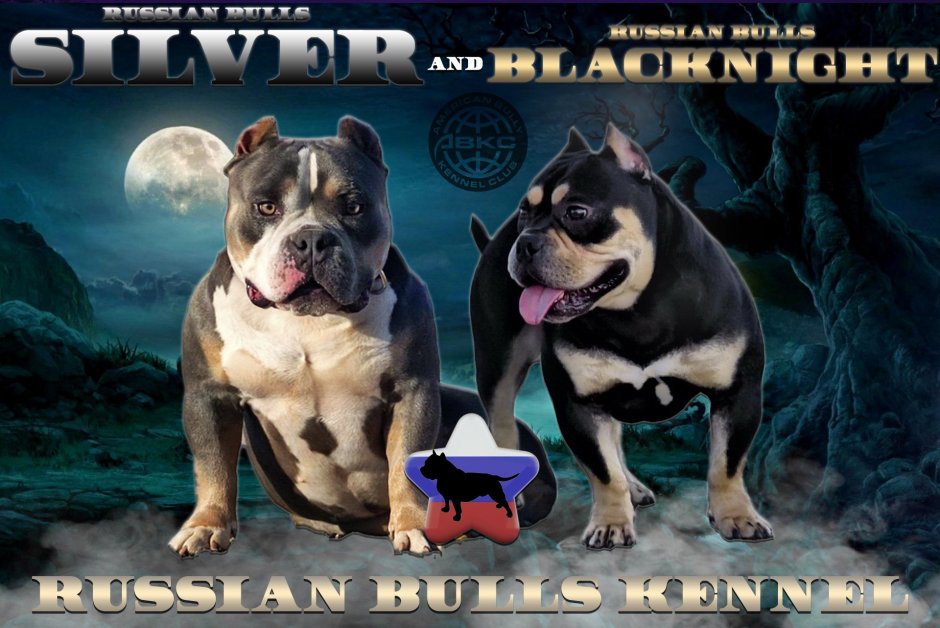 Американские булли Яна Крым питомник