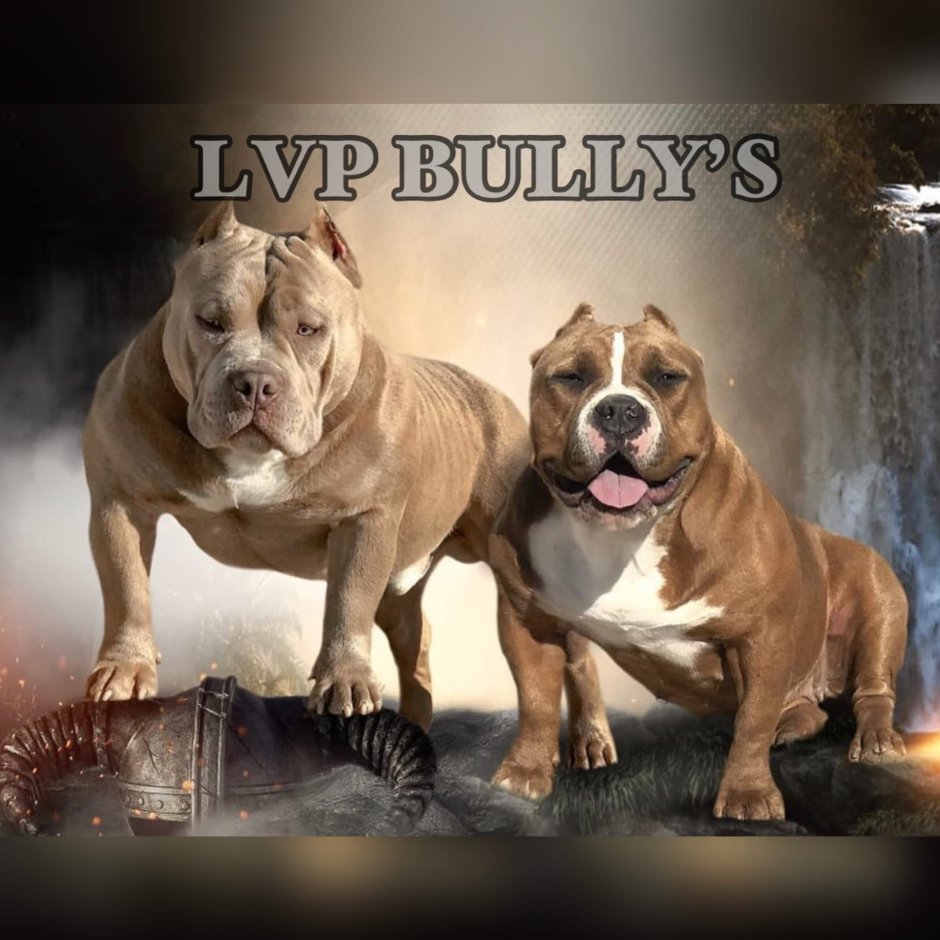 Питомник собак американский булли