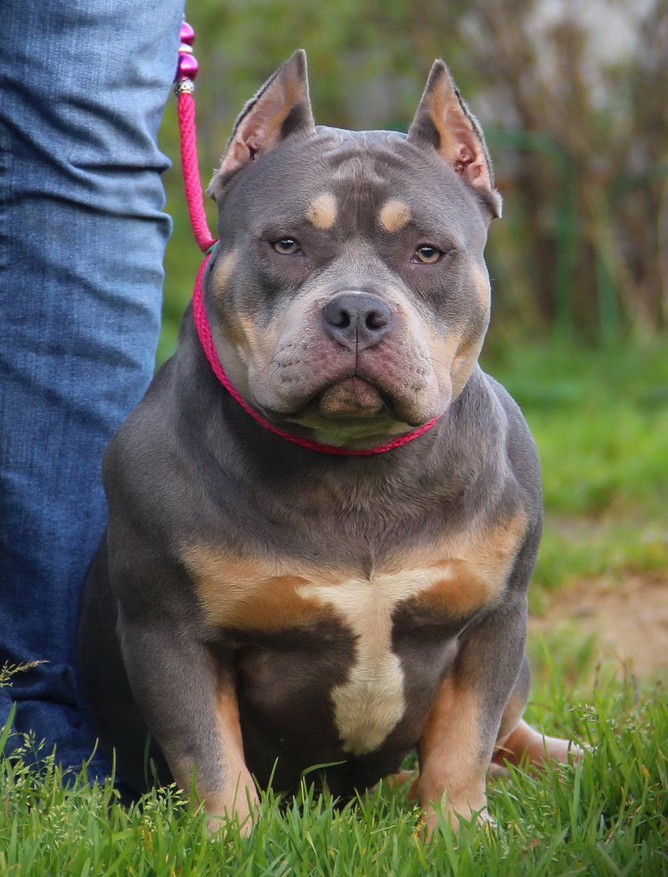 Американский булли