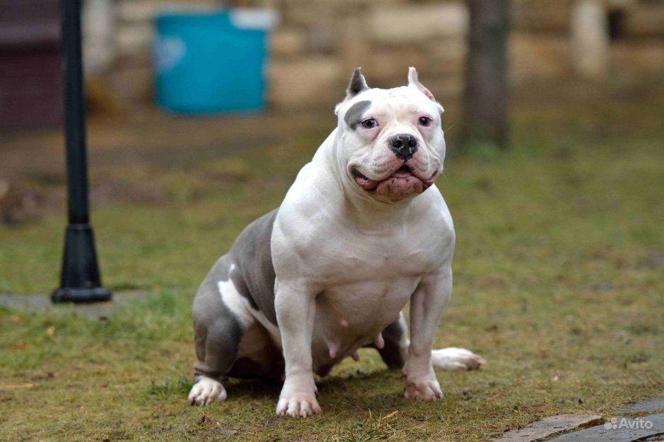 Американский булли Putin