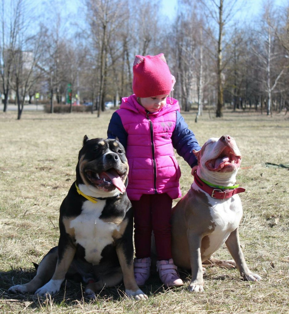 Минск питомник американских булей