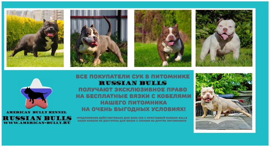 Американский булли стандарт вес