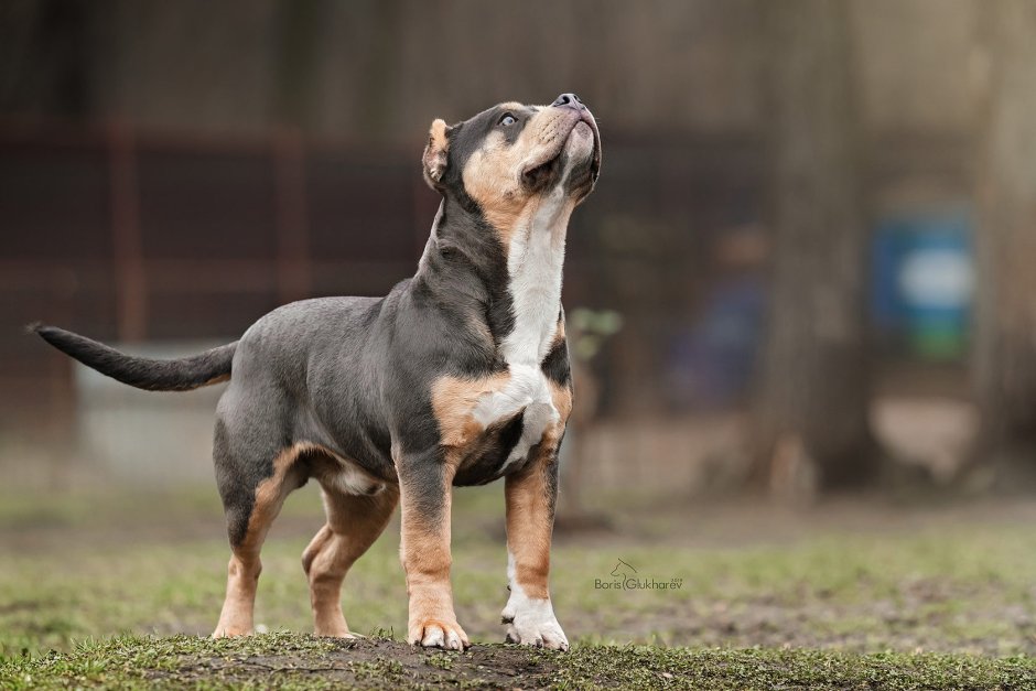Прикус ножницы у американских булли