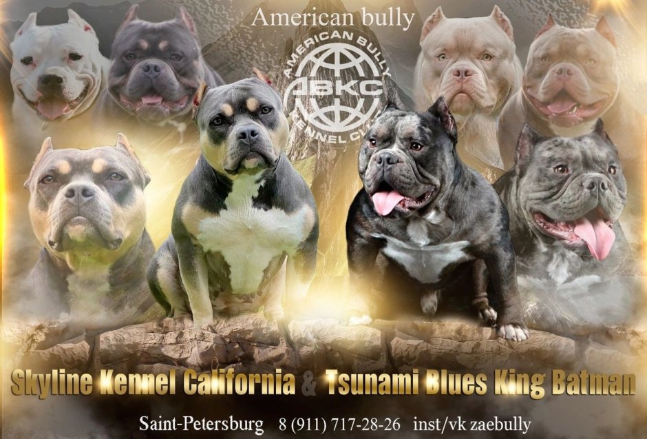 Анна Ивкова американские булли