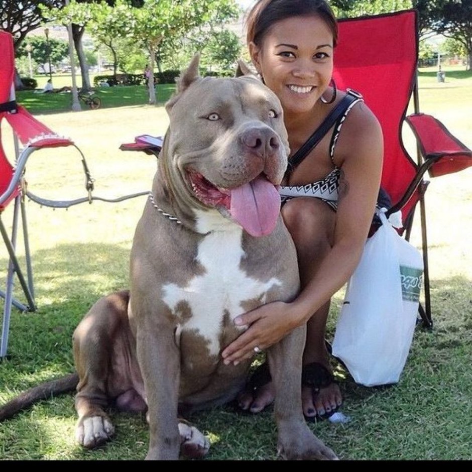 Американский булли Han