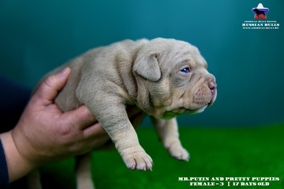 Американский булли питомник