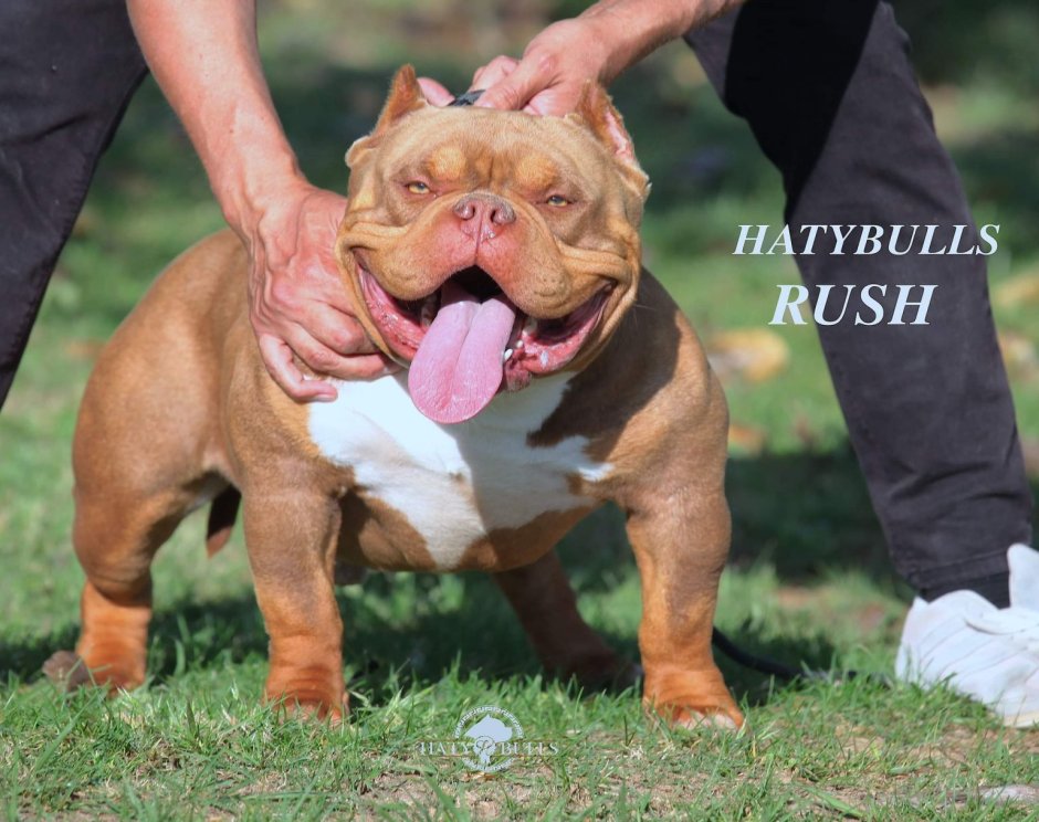 Питомник собак булли