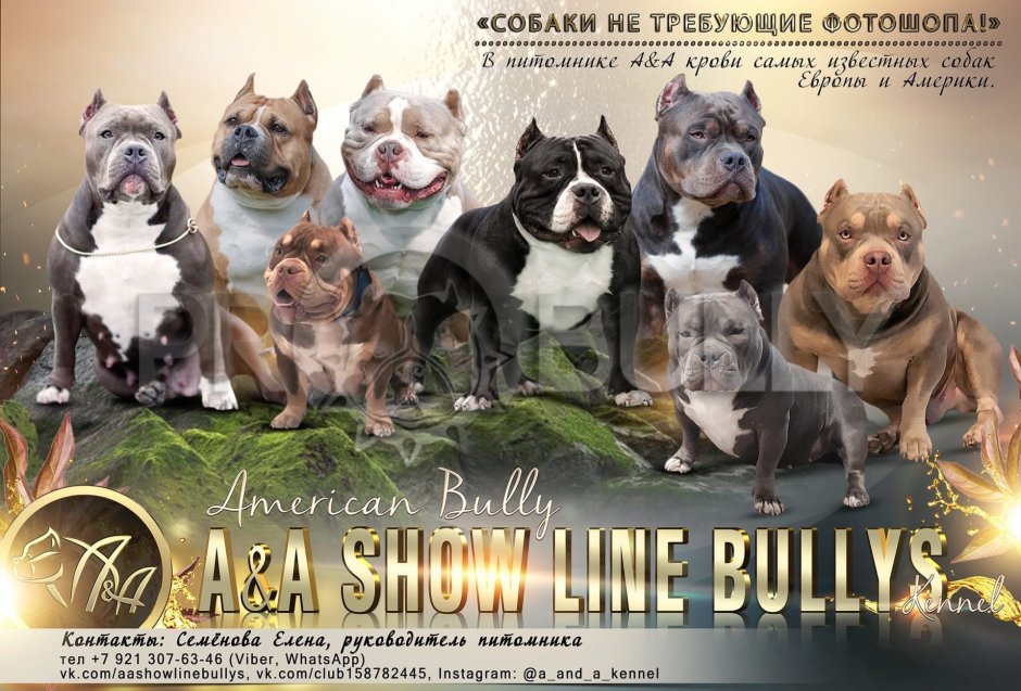 Американский булли