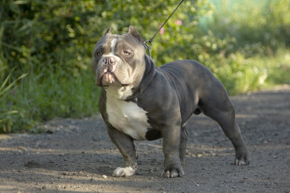 Американский булли щеном