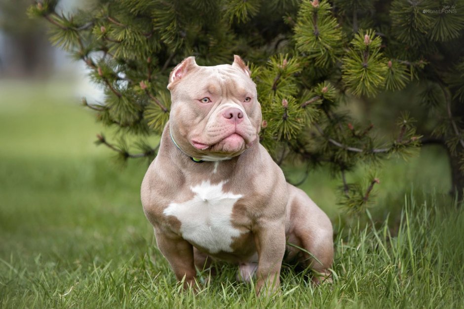 Американские питомники