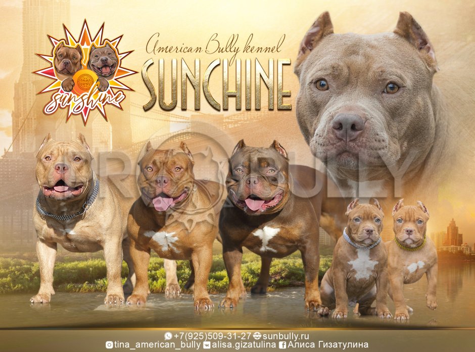 Американский булли Тип покет микро