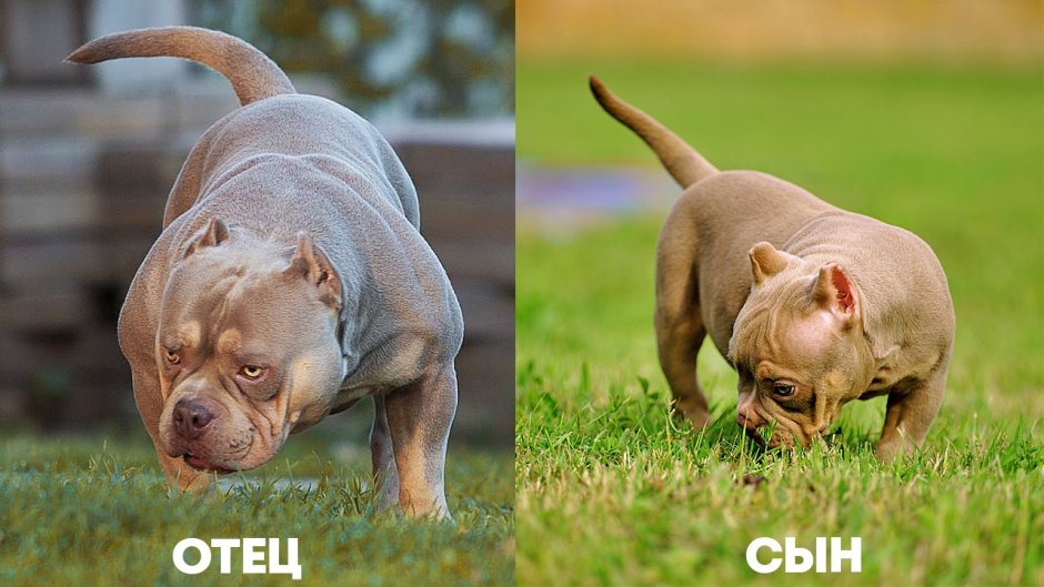 Питомник булли в Тольятти