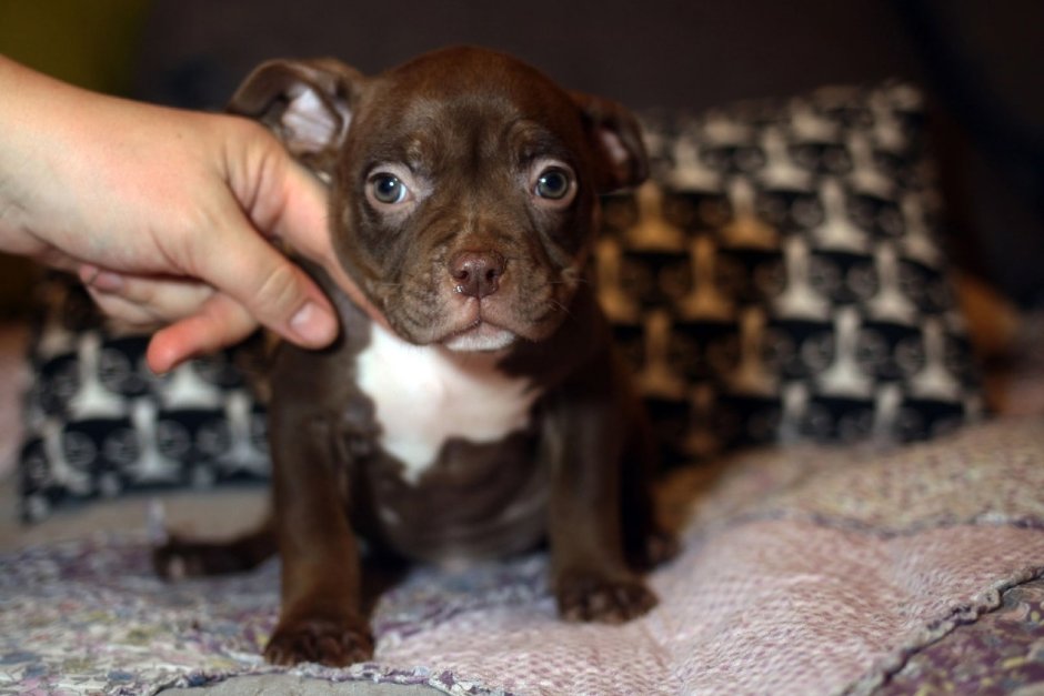 Russian bulls питомник булли