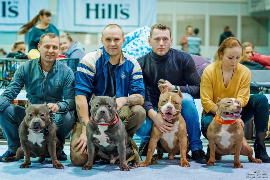 Американ Дрим булли