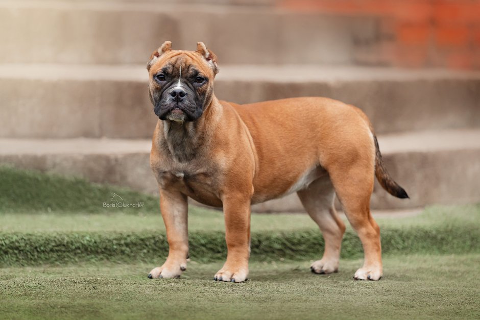 Стар Сити питомник Москва