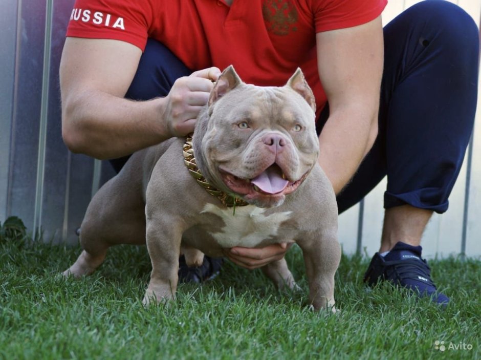 Питомник американских булли Мэрилэнд Мэджик