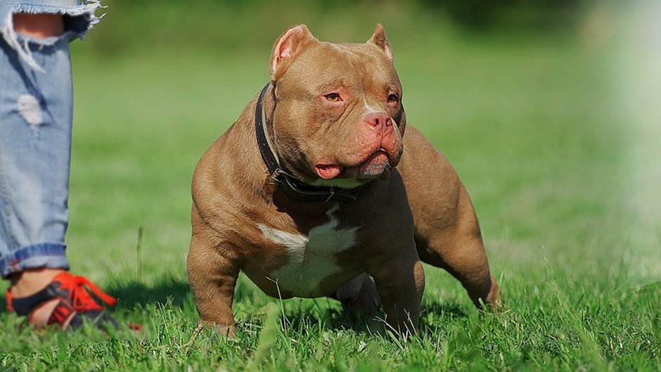 Гранд дали американский булли