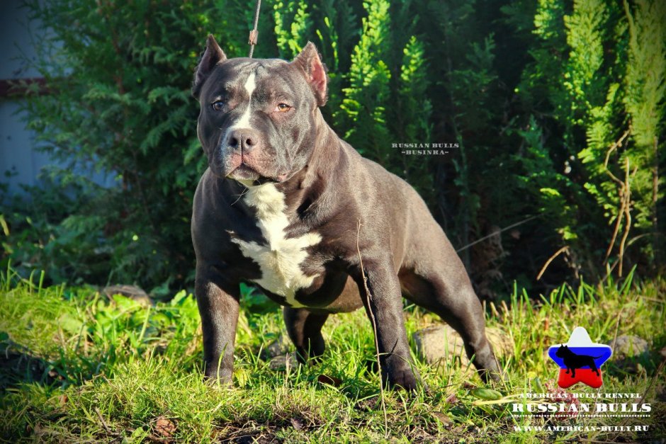 Американский булли XL