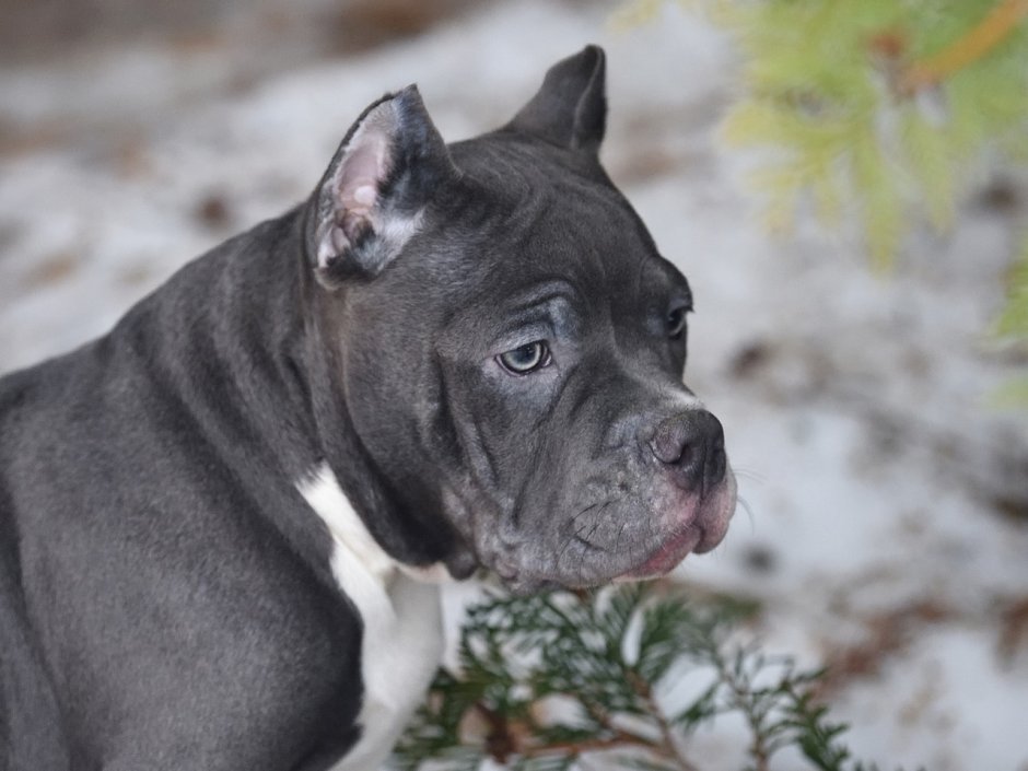 Американский булли тату эскизы