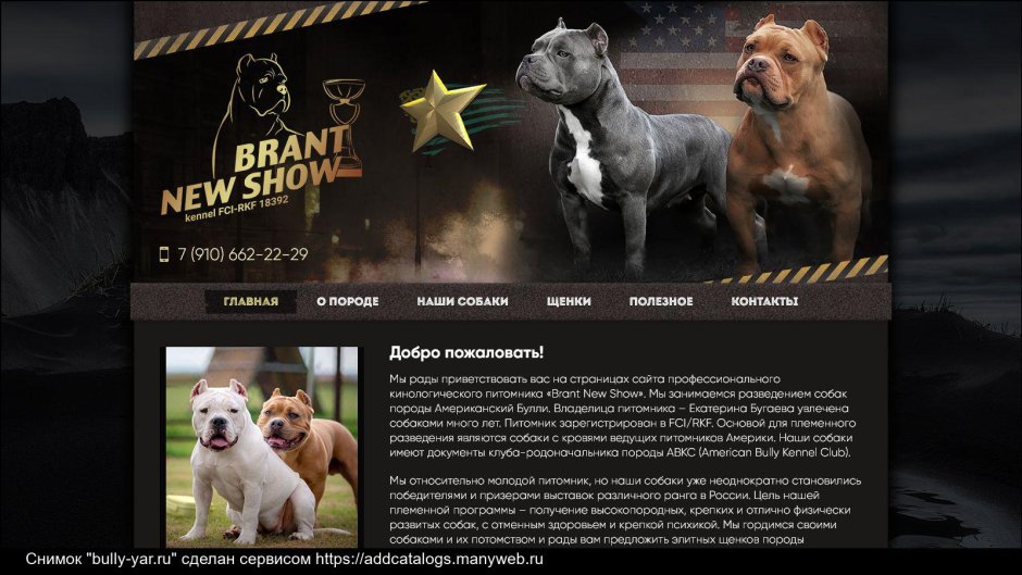 Стаффордширский терьер стая